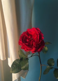 ��Ӱ��ͬ�ˣ�������������������h��